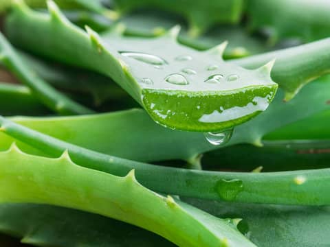 Aloe vera hidrata, acalma o couro cabeludo, reduz a coceira e fortalece os fios, promovendo crescimento saudável.
