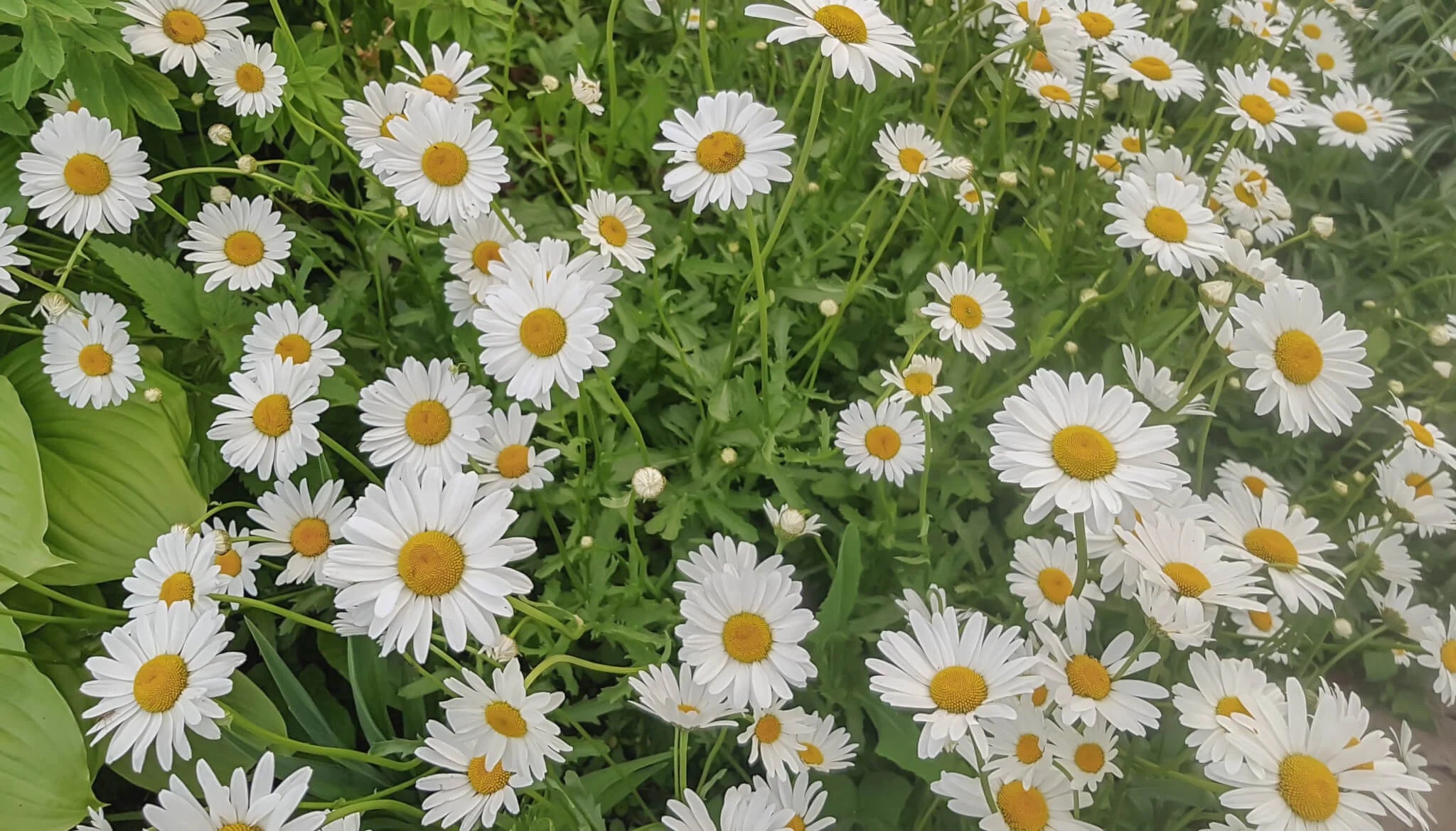 Imagem de flores de camomila frescas. Ingrediente natural conhecido por acalmar o couro cabeludo, dar brilho aos fios e realçar tons dourados nos cabelos.