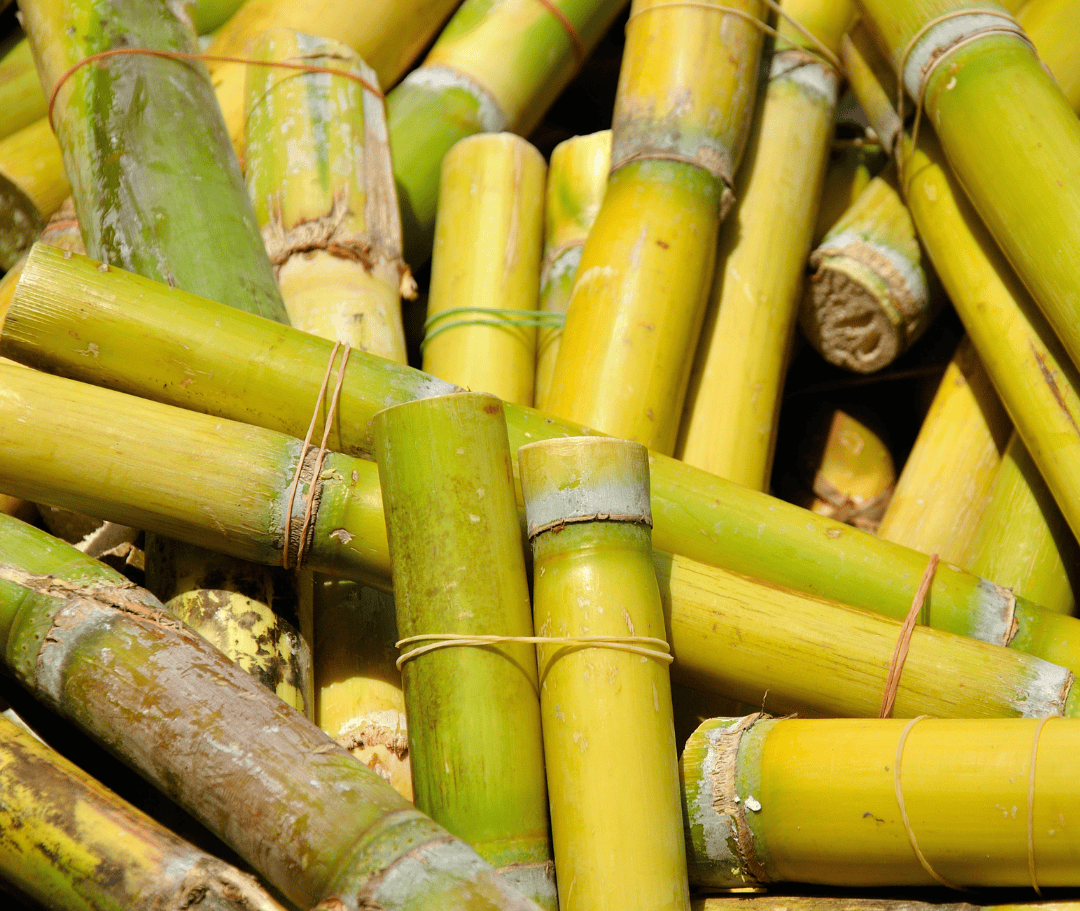 Cana-de-açúcar é rica em vitaminas e antioxidantes que fortalecem os fios, ajudam a manter a hidratação, aumentam o brilho e estimulam o crescimento saudável do cabelo.
