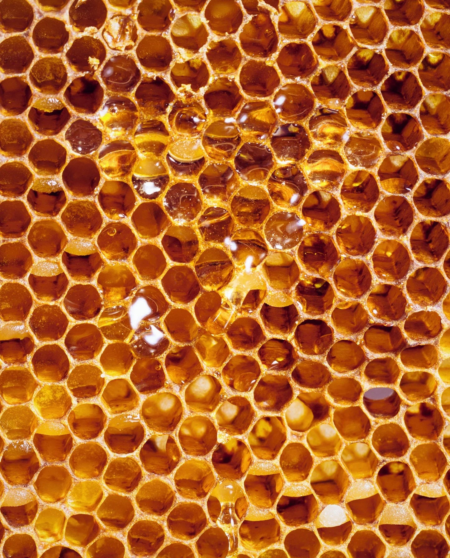 Geleia real fortalece, hidrata, estimula crescimento e protege cabelos e pele com nutrientes.