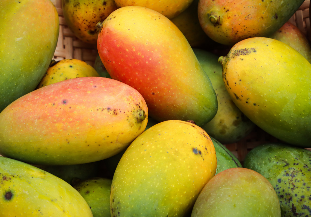 Óleo de manga hidrata, nutre, fortalece e dá brilho aos cabelos e pele, com ação antioxidante.