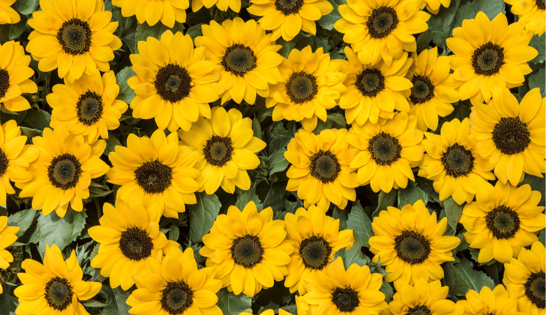 Extrato da Semente de Girassol (Sunflower Seed Extract) – Antioxidante e condicionante natural.